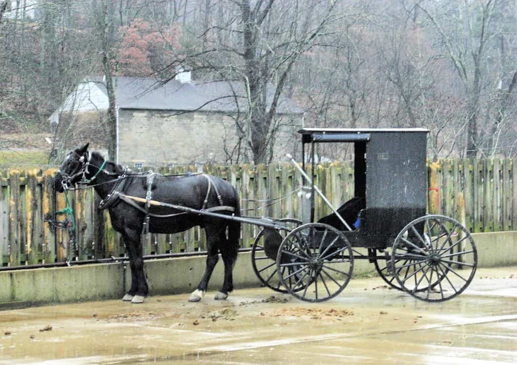 An Amish horse and buggy parked on a rainy parking lot in front of a barn and trees.