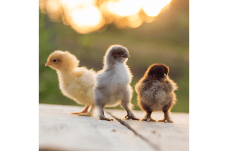 How to Raise Chicks for Beginners Easy Guide