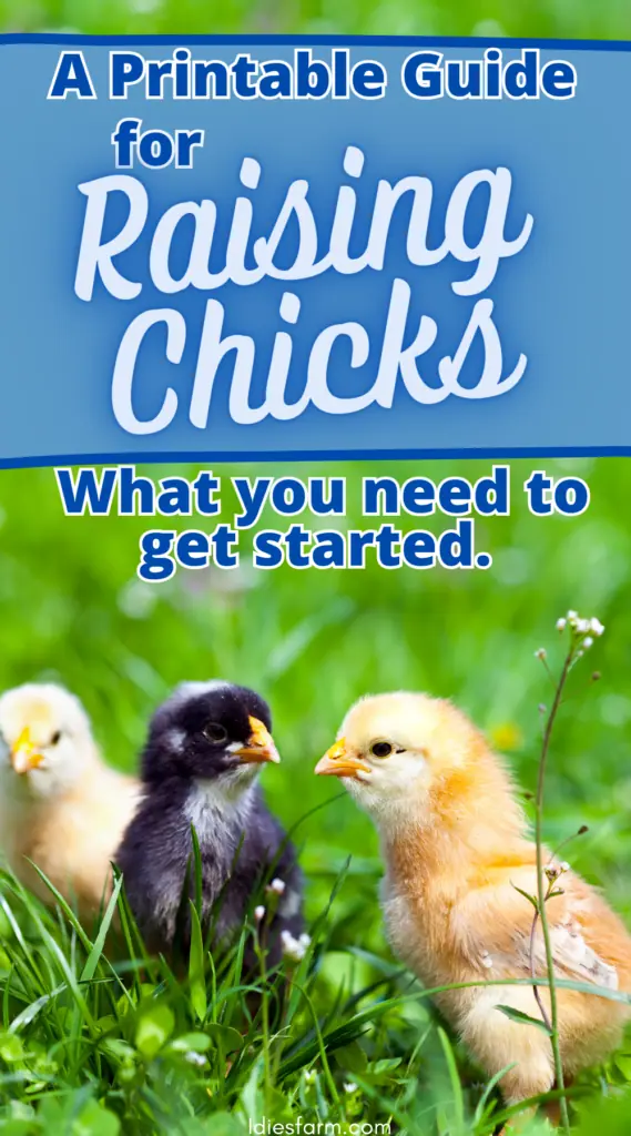 Chicks in grass for How to Raise Chicks for Beginners Easy Guide.