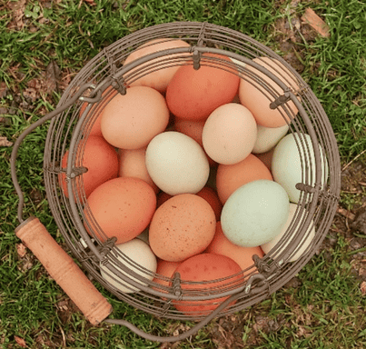 The 25 Best Chicken Breeds That Lay Brown Eggs