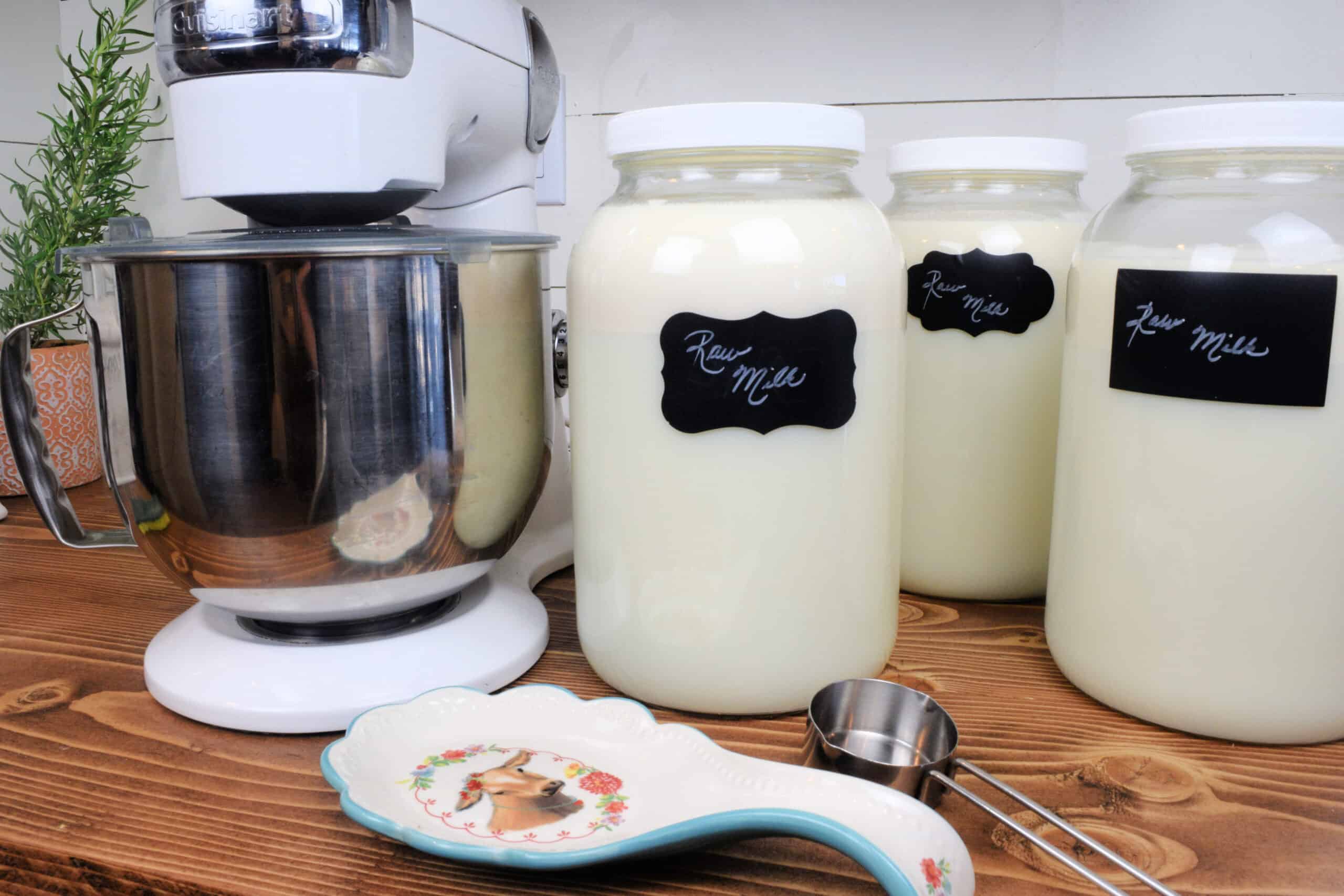 Heavy cream line on 3 gallon jars of raw milk on a wooden countertop. Raw butter being made.