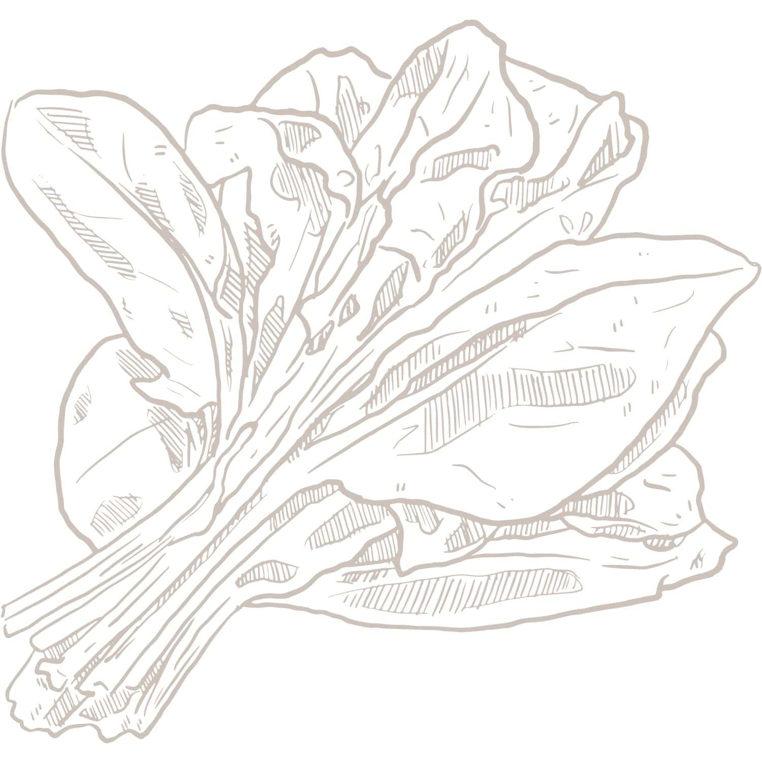 Lettuce drawing
