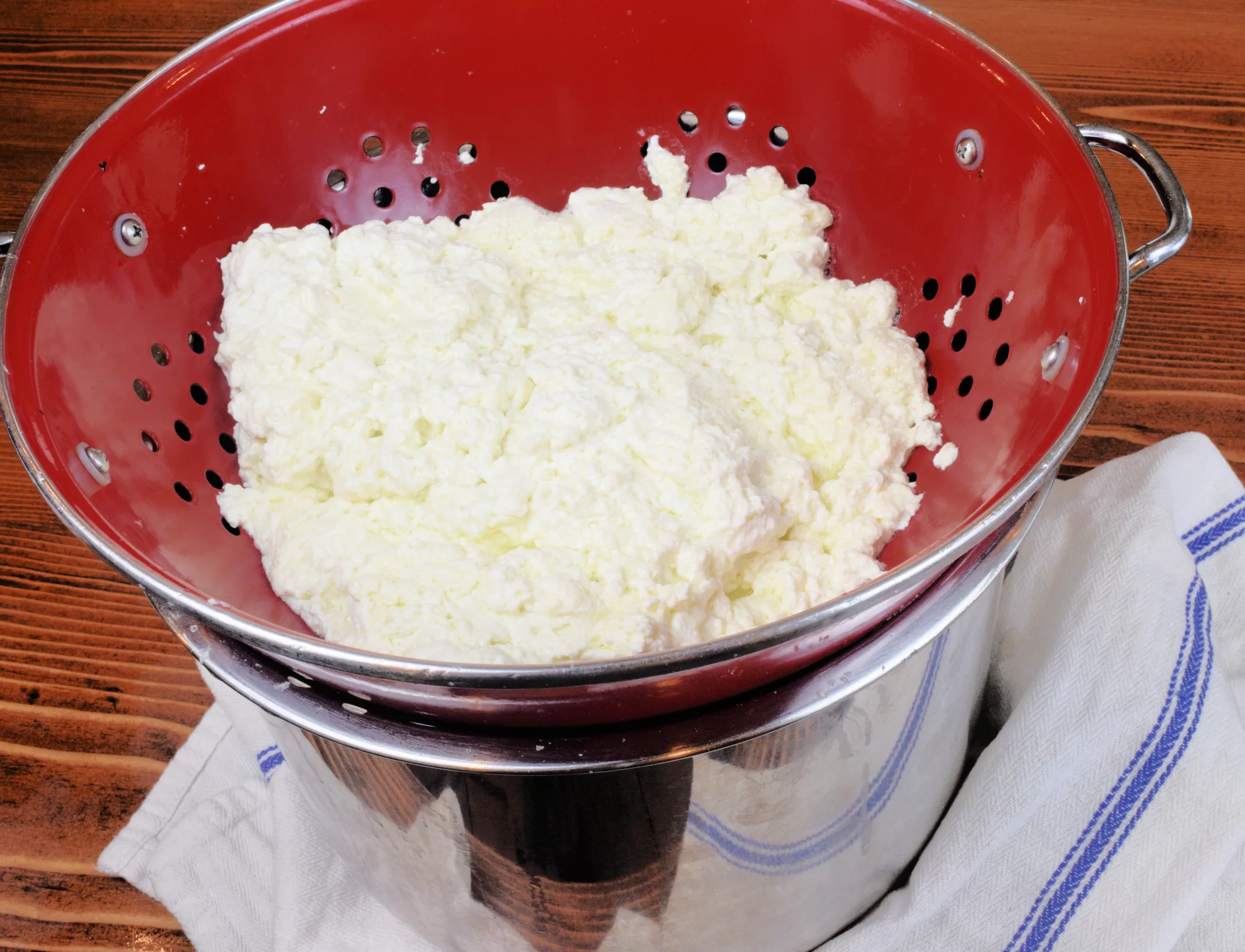 Homemade farmers cheese being strained in a red colander on a white tea towel.