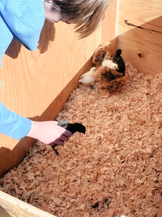 How To Build A DIY Poultry Brooder Box For Chicks