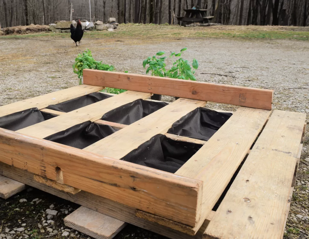 DIY chicken garden made out of a pallet that has herbs that a chicken can eat like parsley, basil, cilantro.