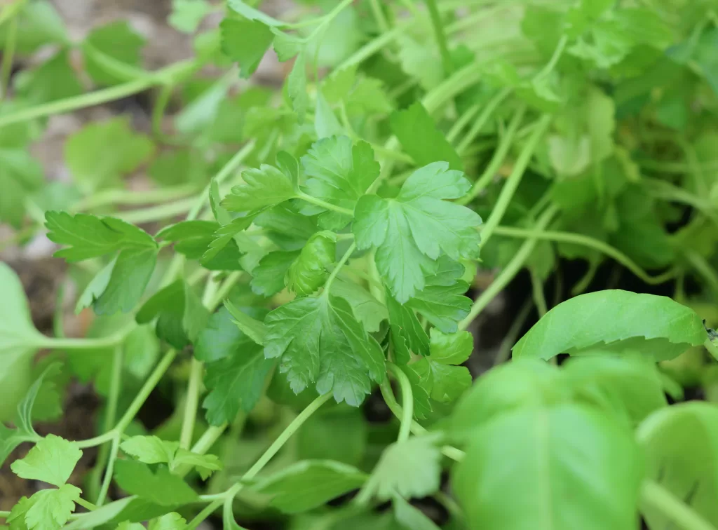 Can Chickens Eat Parsley? (DIY Chicken Herb Garden) Idie's Farm