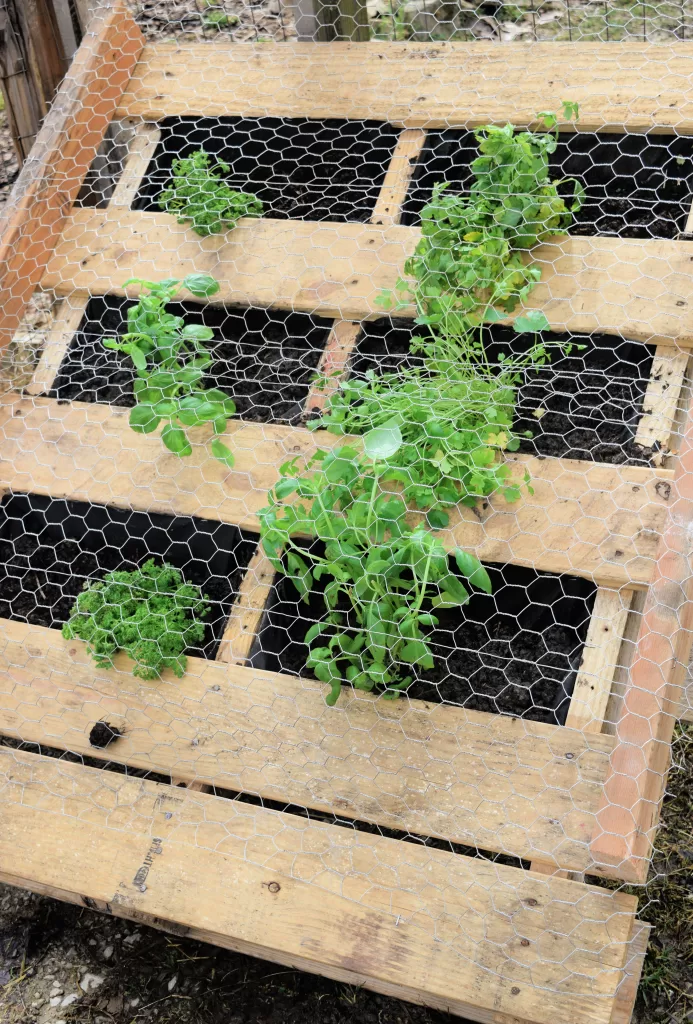 DIY chicken garden made out of a pallet that has herbs that a chicken can eat like parsley, basil, cilantro.