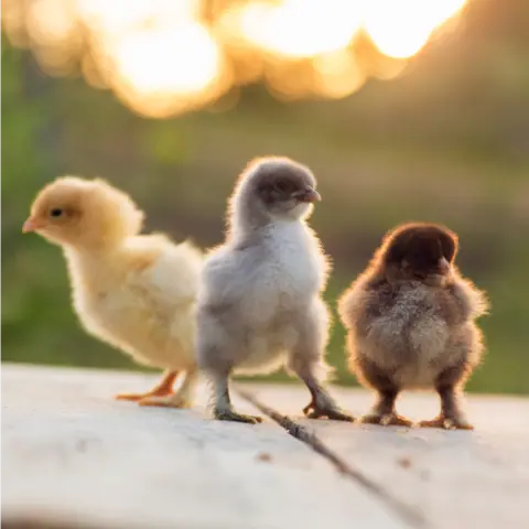 How to Raise Chicks for Beginners Easy Guide
