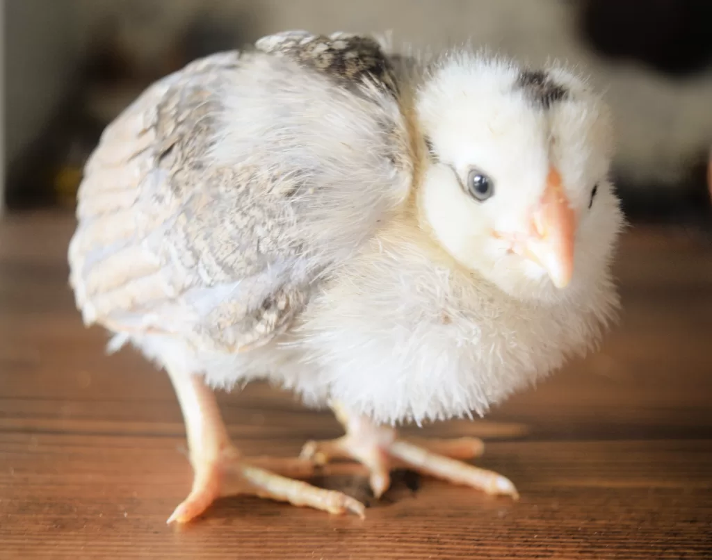 Chick standing on brown countertop for How to Treat Spraddle Leg or Splayed Leg in Chicks.