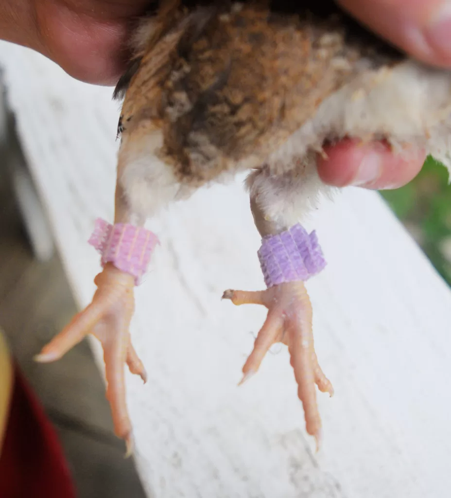 Chick with vet wrap on for How to Treat Spraddle Leg or Splayed Leg in Chicks.