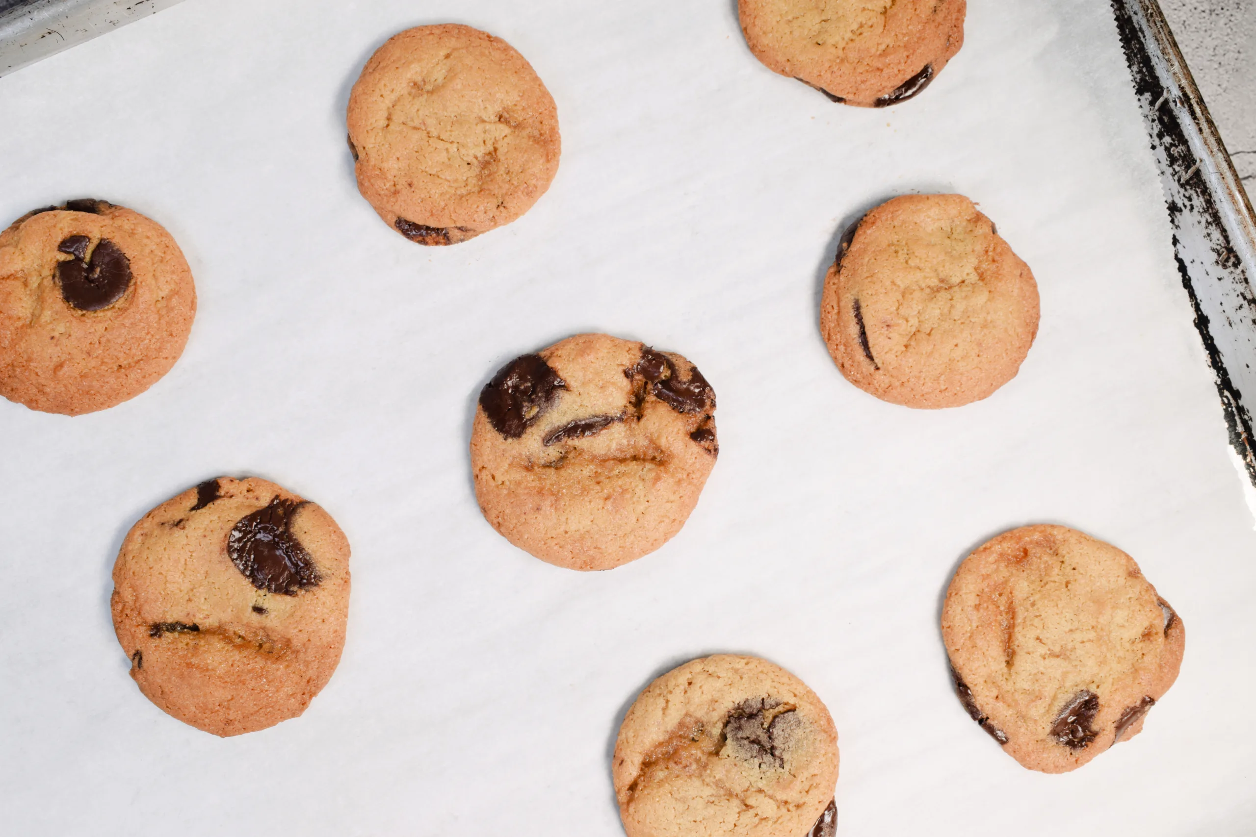 Just baked Sourdough Chocolate Chip Cookies that are on a parchment lined baking sheet.
