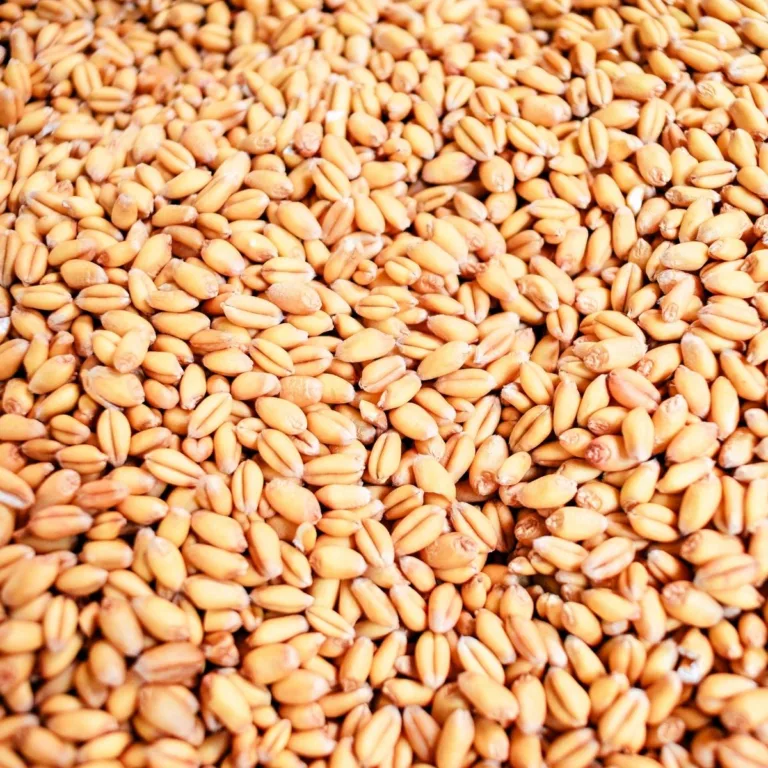 Close-up of golden soft white wheat berries, showing their natural shape and color before being freshly milled into flour.