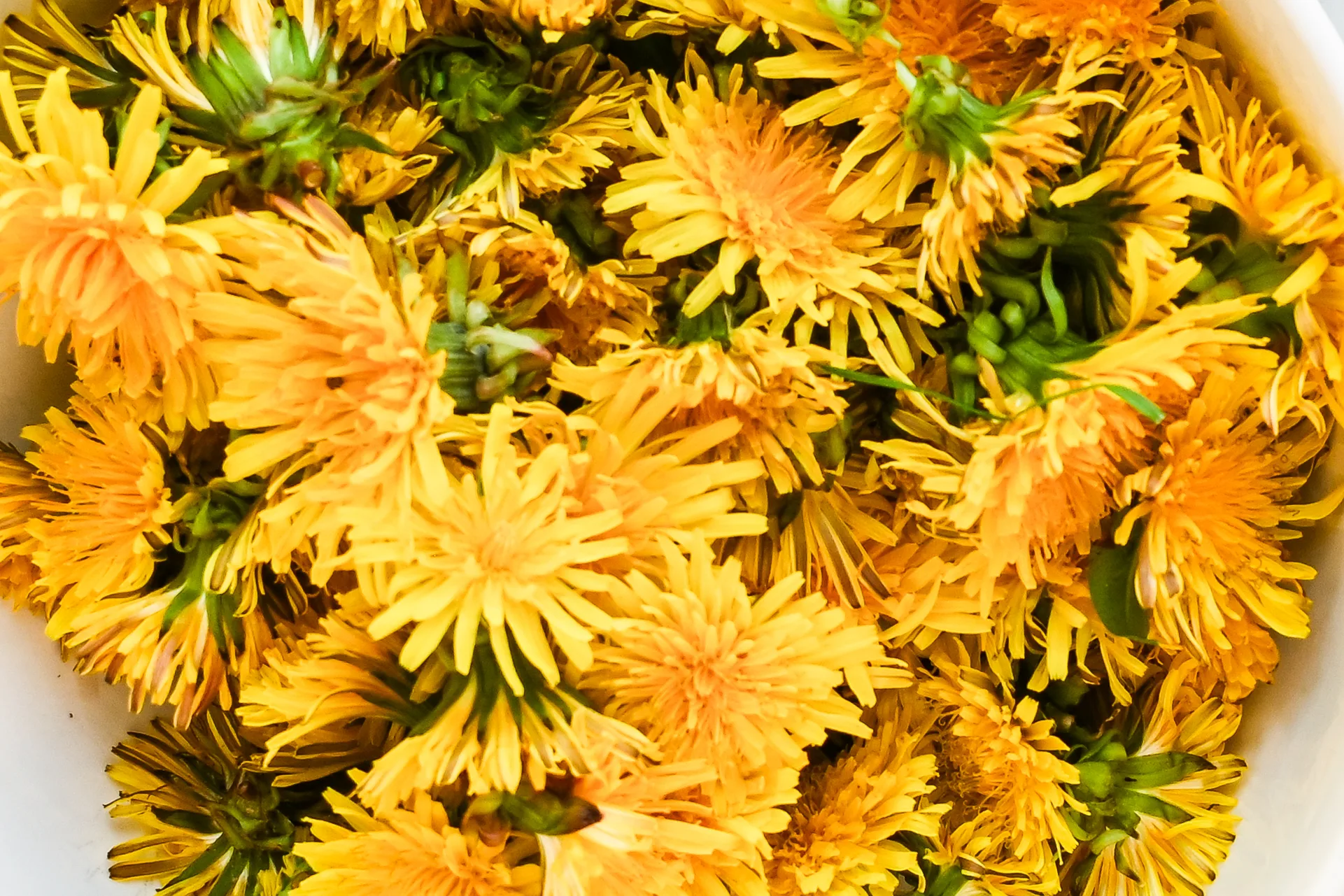 Close-up of fresh dandelion flowers in a bowl for making homemade dandelion honey.