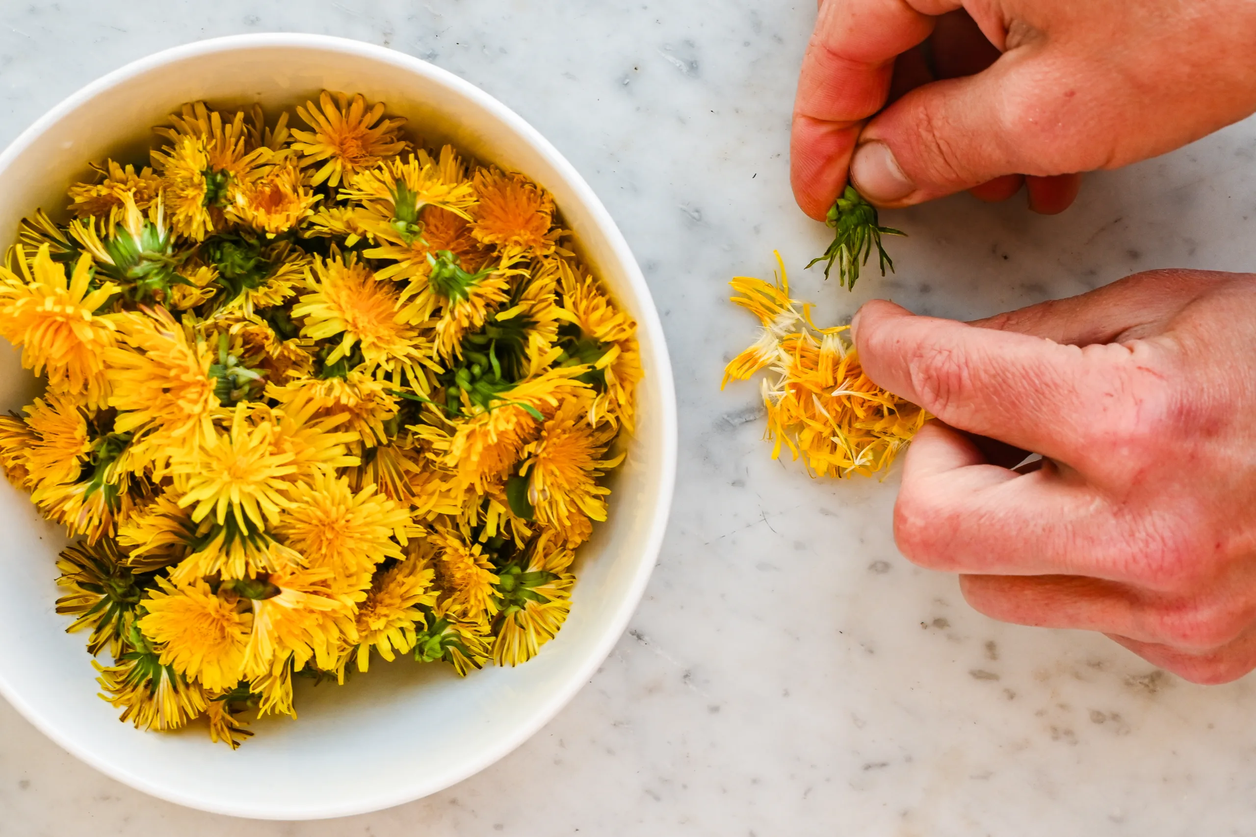 Hands removing yellow dandelion petals from the green base for a homemade dandelion honey recipe.
