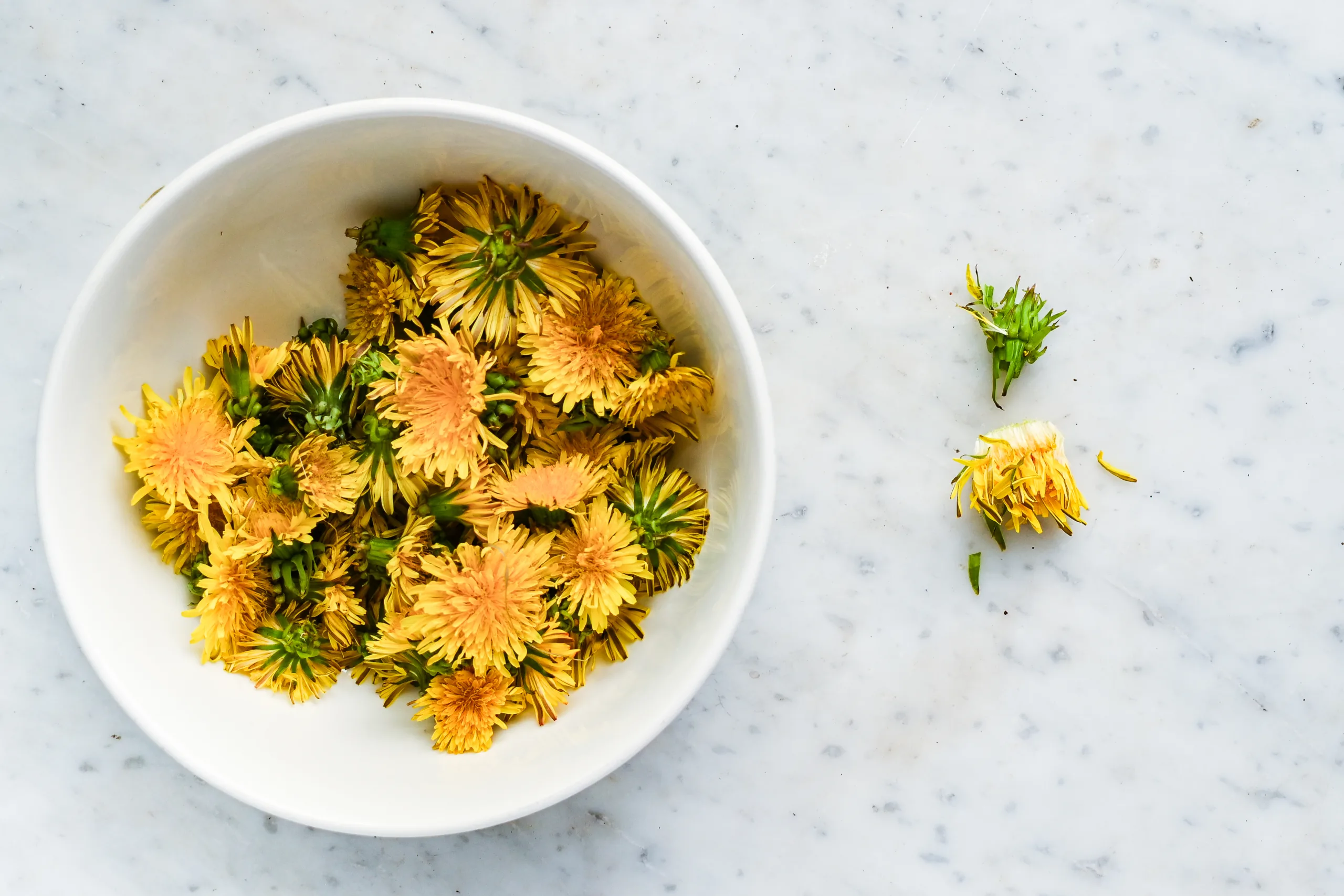 Fresh dandelion flowers in a white bowl with petals and green bases separated for making dandelion tea.